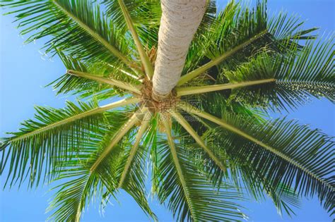 泰国自然海岸明亮的绿大棕榈叶树下风景明绿棕树下风景高清图片下载-正版图片307832010-摄图网
