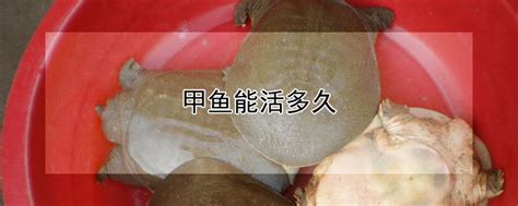 甲鱼几月份开始进食，塑料桶怎样养一只甲鱼-农百科