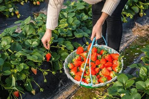 北京草莓采摘园一览表 2023北京采摘草莓好去处_旅泊网