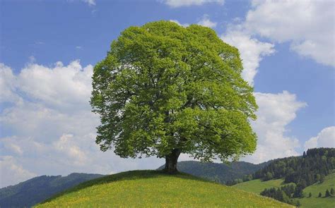名贵树木，一棵价值百余万。我国罗汉松栽种史与现存古罗汉松探究_时期