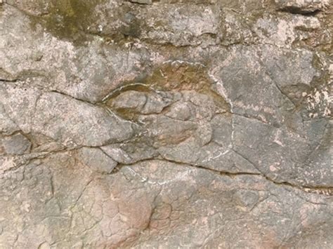 地质勘察员在夹江县千佛岩景区旅游时无意中发现恐龙足迹化石 - 化石网