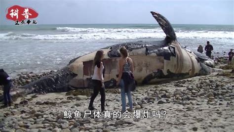 日本以科研为目的捕杀鲸鱼:每年仍会捕杀200至1200条_手机新浪网