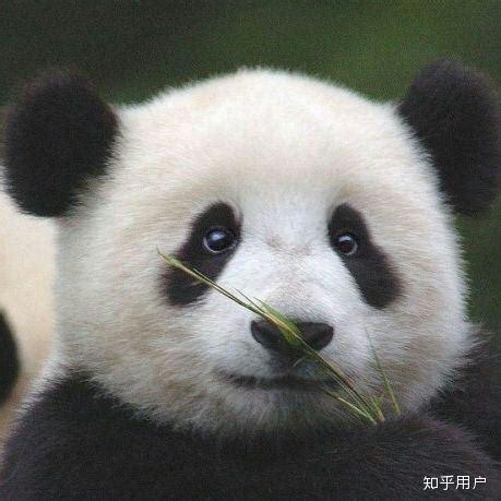 高清晰国宝动物-熊猫壁纸