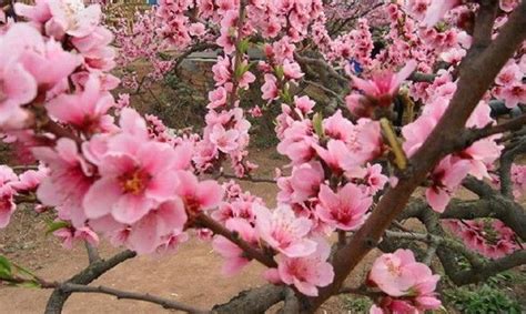 桃树栽培技术 | 桃树主干型依据及特点__凤凰网