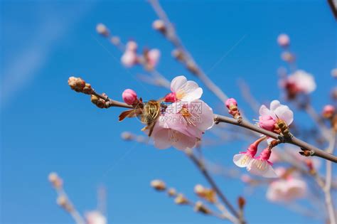又是一年杏花开，万竹园的杏花是济南每年最早开花的……__财经头条