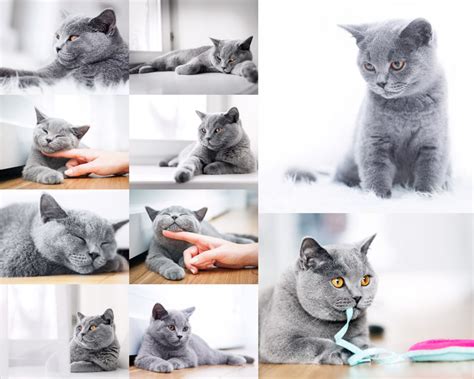 可爱灰色猫咪摄影高清图片 - 爱图网