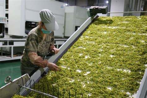 RCGF-绿茶热灌装生产设备-张家港蓝海机械有限公司