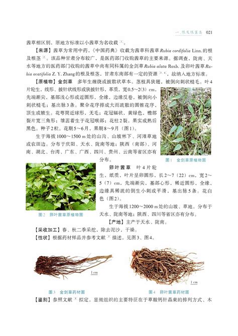 茜草提取物-标准提取物-植物提取物-西安天叶绿色植物原料技术有限公司