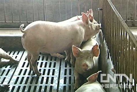 母猪养殖_母猪养殖视频_母猪养殖技术-创业第一步网