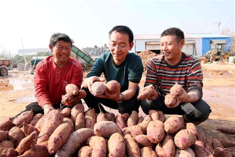 规模种植红薯利润,20亩红薯利润多少,10亩红薯有多少利润_大山谷图库