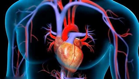 人体循环系统心脏跳动解剖动画概念视频素材_ID:VCG42N1381928972-VCG.COM