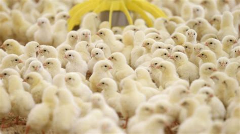 巴西因禽流感宣布动物卫生紧急状态_北京时间