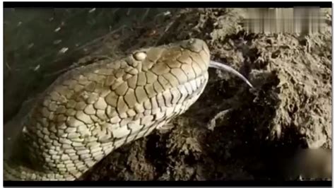 世界上现存最大的蛇，身长15米比大腿还粗，堪称蛇中霸王_腾讯视频