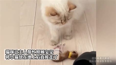 主人把猫装进纸手提袋，它的眼睛都挤到一块了，猫咪：快放我下来_袋子