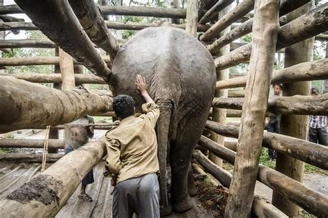 泰国长达10年的大象出口禁令或打破 万人联名反对_手机新浪网