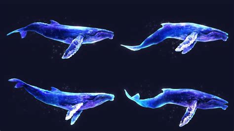 科学|“一鲸落，万物生”，为什么说鲸落是最浪漫的死亡？_鲸鱼|科普|国际