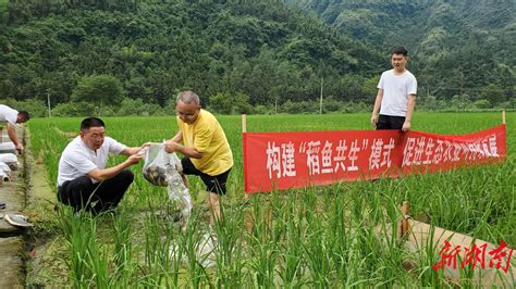 湘西州持续推广“稻鱼共生”生态种养模式 - 新湖南客户端 - 新湖南