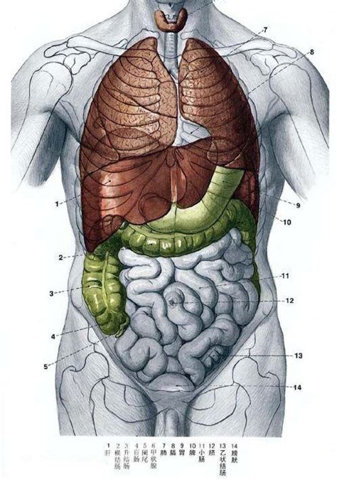人体正常全面解剖图谱-人体解剖图,_医学图库
