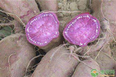 红薯生长的四个阶段是什么？ - 农业种植网