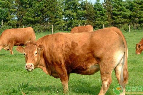 2020年养牛的利润与成本分别是多少？ - 惠农网