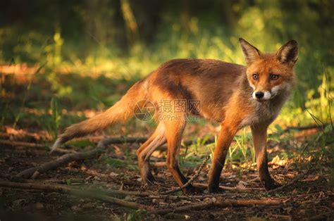 夏日森林里的野狐狸高清图片下载-正版图片503142048-摄图网
