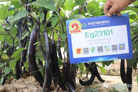 哪一款是你的最爱？9款专家推荐茄子品种新鲜出炉！（附联系方式）-长江蔬菜
