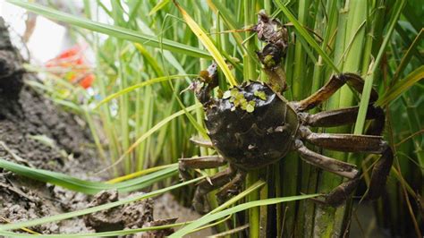 广西北海野生蟹和养殖蟹的区别？野生蟹的两种好吃做法 - 知乎