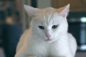给小猫起了名字就像是和它有了约定一样~_腾讯视频