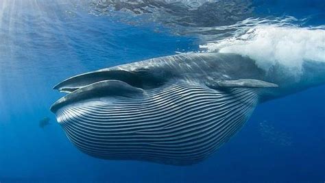 蓝鲸和须鲸不仅体型巨大，而且还是寿命最长的海洋哺乳动物