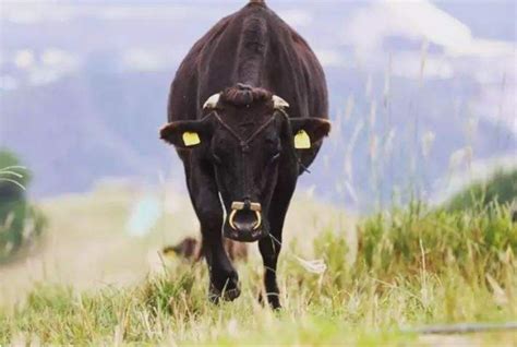 浅褐色的牛身和牛头特写图片免费下载_红动中国