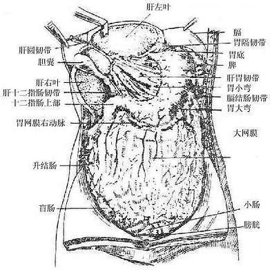 人体解剖学/腹膜形成物 - 医学百科