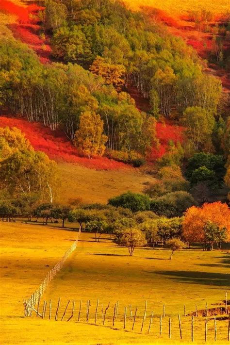 安徽金寨：银杏之乡的绚丽秋色-人民图片网