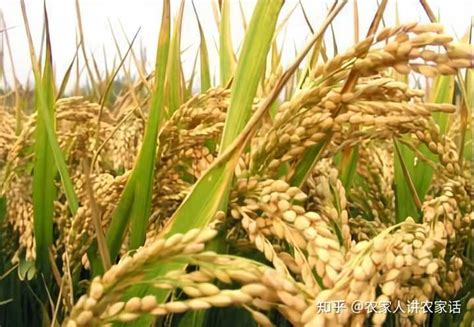 津育粳22水稻新品种,特高产水稻,津原系列水稻品种_大山谷图库