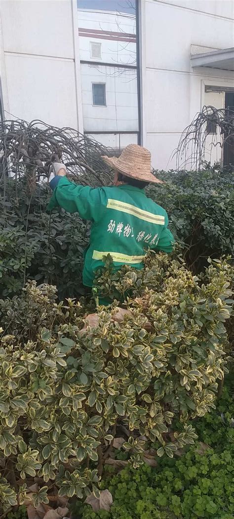 海口园林绿化工人冒着炎热在修剪养护_海南悦民施工队