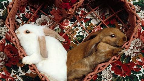 1999年属兔的男孩婚姻 - 匠子生活