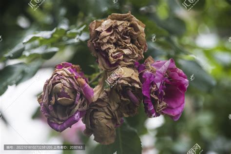 干枯的玫瑰花语-农百科