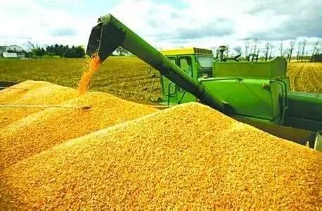 国内玉米价格短期回落，今年的玉米价格为何涨不上去？ - 行业聚焦 - 191农资人 - 农技社区服务平台 - 触屏版