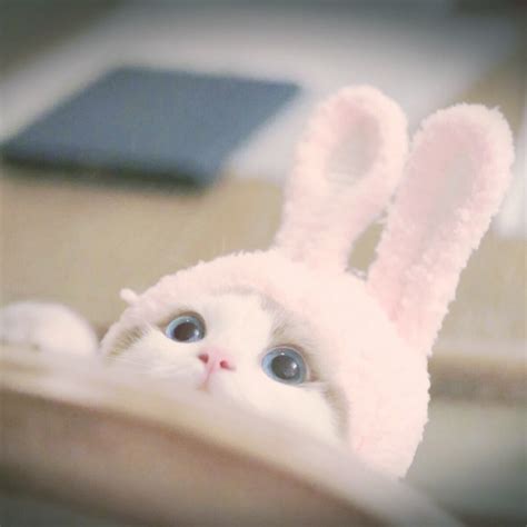 非主流头像兔子猫狗狗