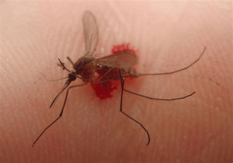蚊子要吸血，为啥还要在我们耳边嗡嗡叫？ - 知乎