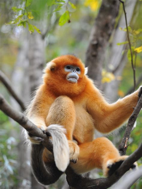秦岭金丝猴，最美的猴王 - 知乎