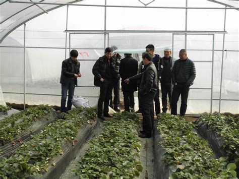 黄泽乐乐草莓专业合作社赴绿城现代农业园参观草莓种植-嵊州新闻网
