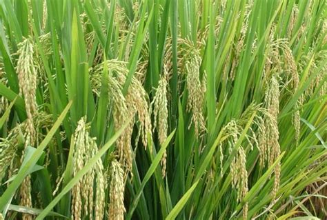 水稻的生长周期该如何划分？常规种和杂交种的区别在哪？ - 惠农网