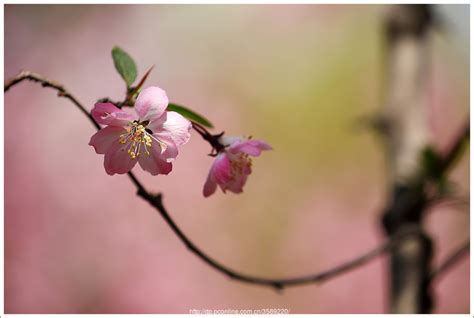 赞美春天海棠花的经典诗句（描写海棠花之美的18首古诗）-美文社