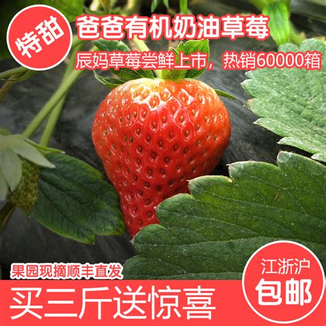 红颜、甜宝、白草莓……草莓里VC最高的是它_凤凰网健康_凤凰网