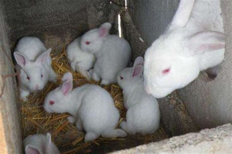 养兔子怎么养（养兔子的注意事项） – 碳资讯
