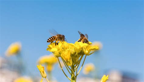 蜜蜂采蜜是什么行为？ - 蜜蜂知识 - 酷蜜蜂