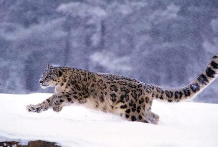 10月23日 · 世界雪豹日-国际环保在线