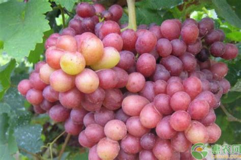 寒香蜜葡萄品种介绍 - 惠农网