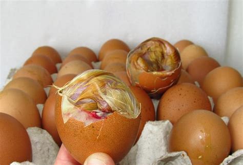毛蛋，世界上最恶心的蛋，没吃过你就out了|毛蛋|鸡胚|心得_新浪新闻