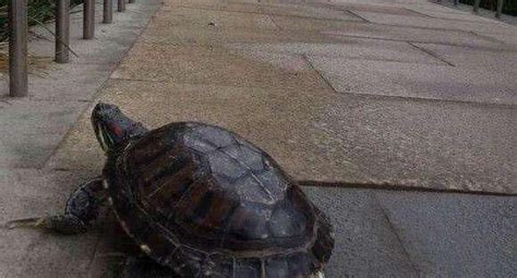 广州一村民河边散步意外拾获50斤大海龟，救护中心：将适时开展野外放归_手机新浪网